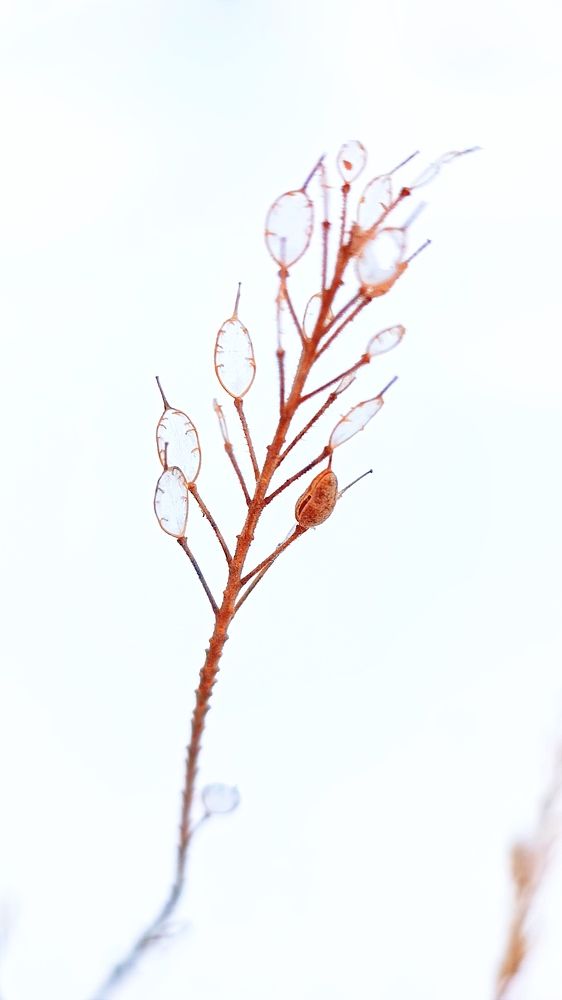 Зимняя веточка