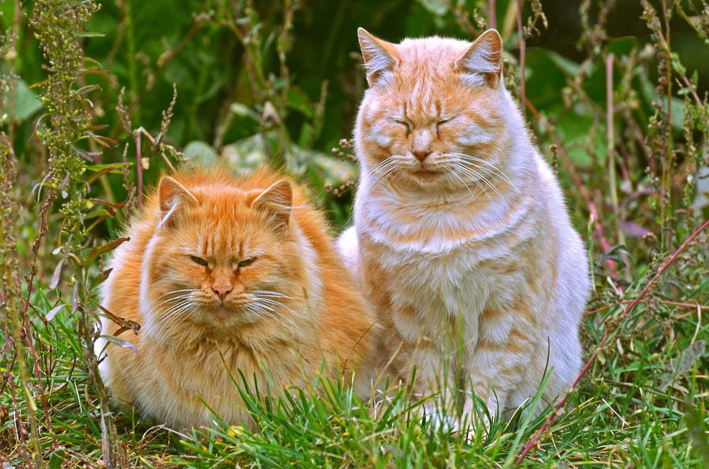 Фотография автора Антип