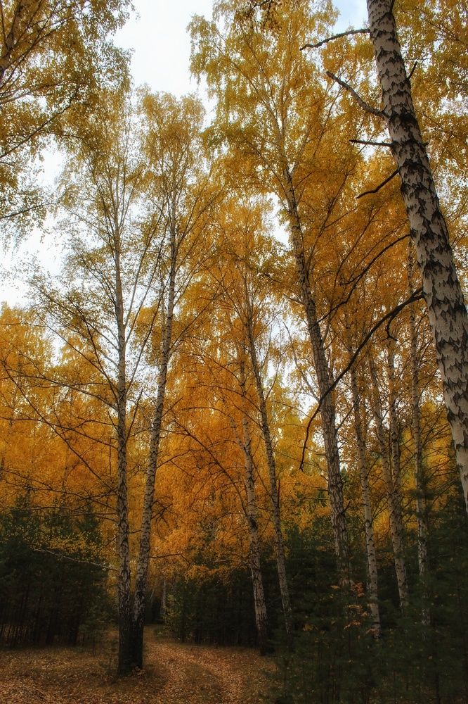 Фотография автора Анатолий Нифантов