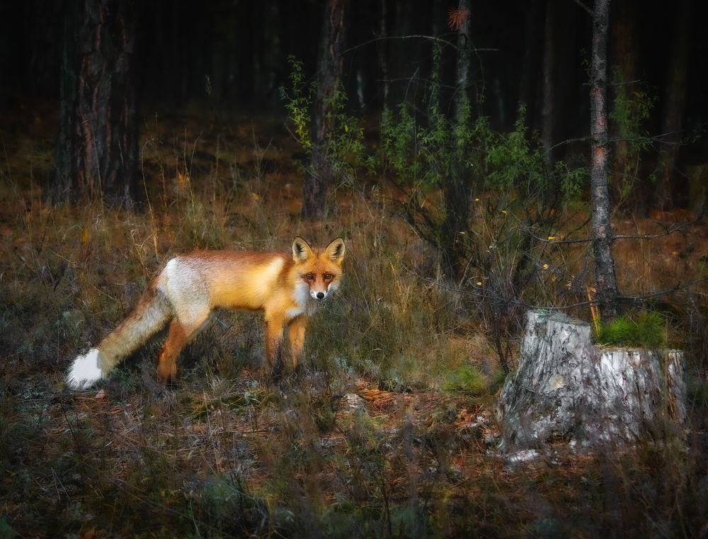 Вечер на опушке
