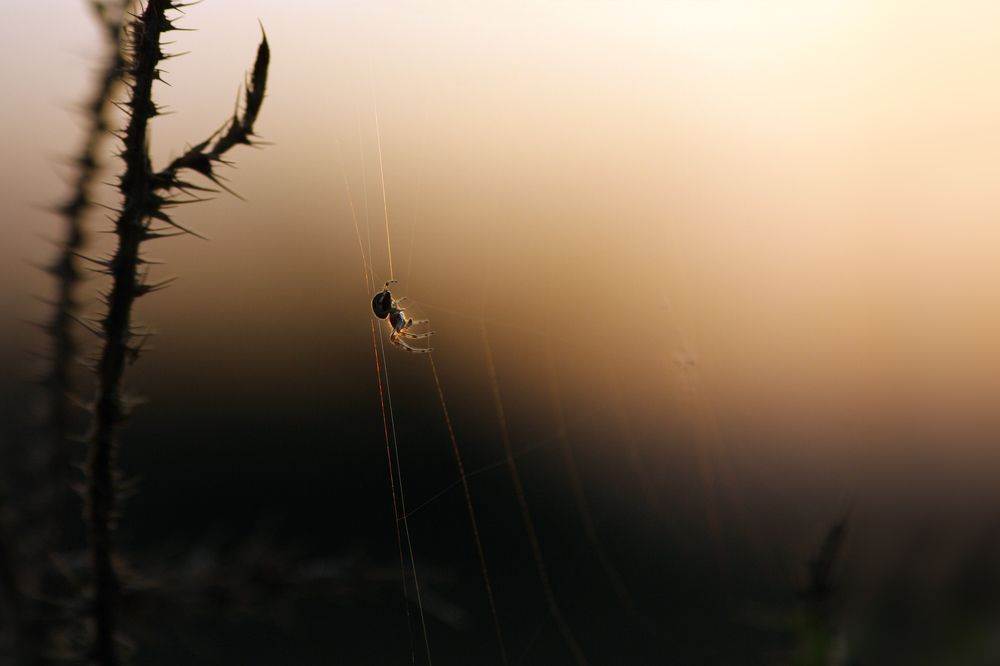 Провожая солнышко