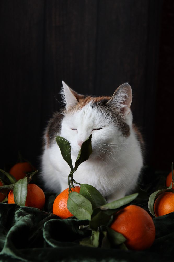 Photograph by Анна Горбунова