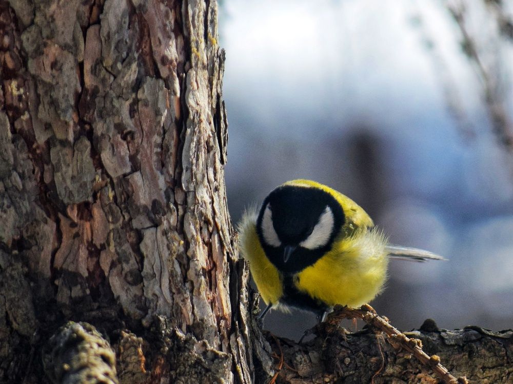 Photograph by Ирина Лучинская