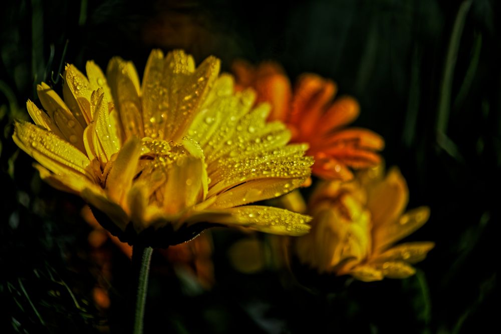 Photograph by Aleksei Degtjarjov