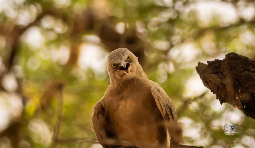 Фотография автора Mrinal Ranjan