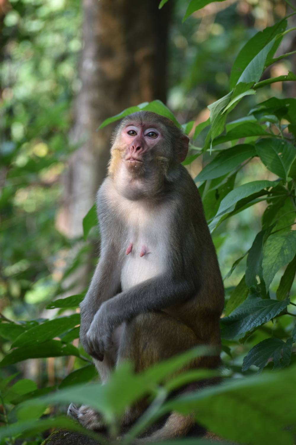 Monkey King