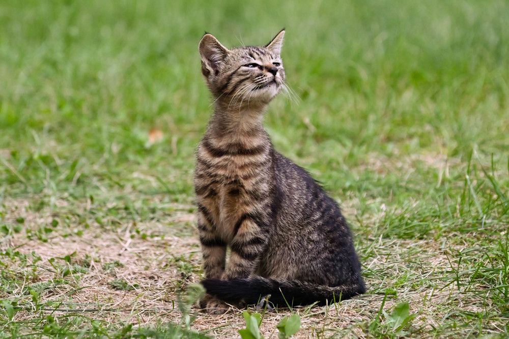 Фотография автора Юлия Кузнецова