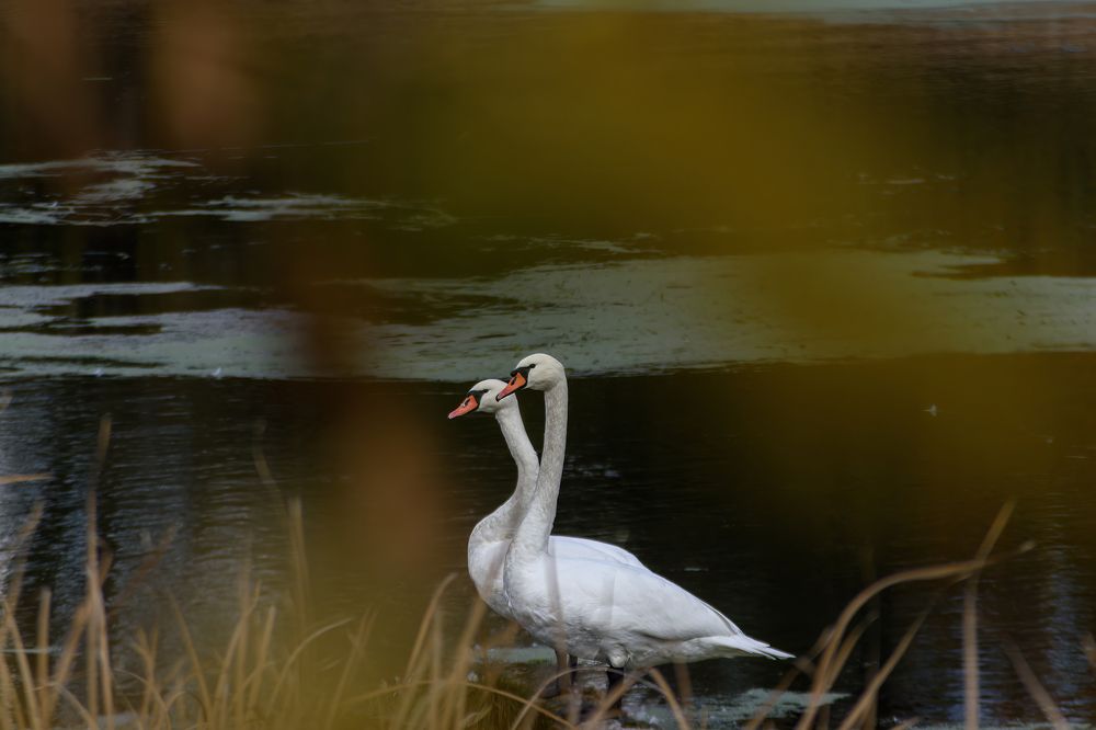 Photograph by Иван Курятников