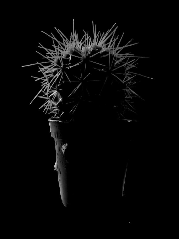 Совесть колючая...