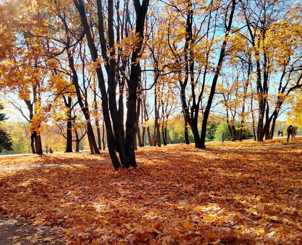 Золотая осень