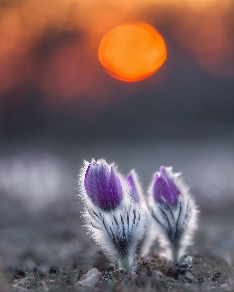 Photograph by Дмитренко Екатерина