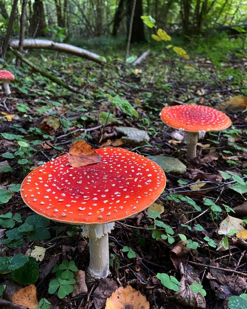 Photograph by Ирина