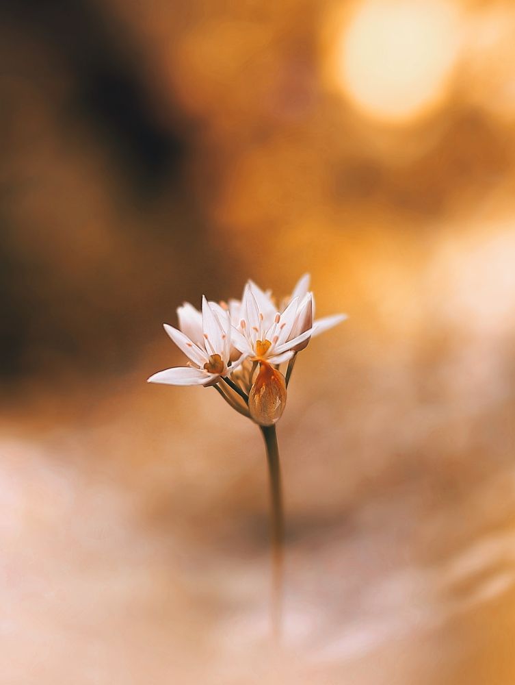 Фотография автора Foto