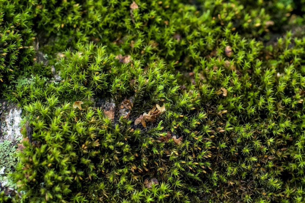 Photograph by Игорь Грашин