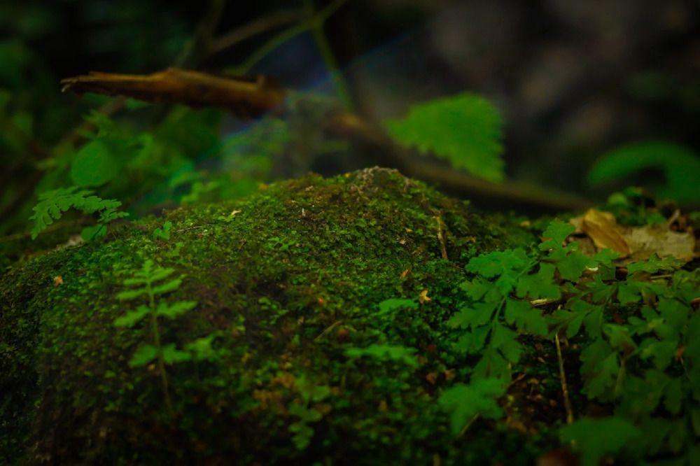 Photograph by Любовь Родина