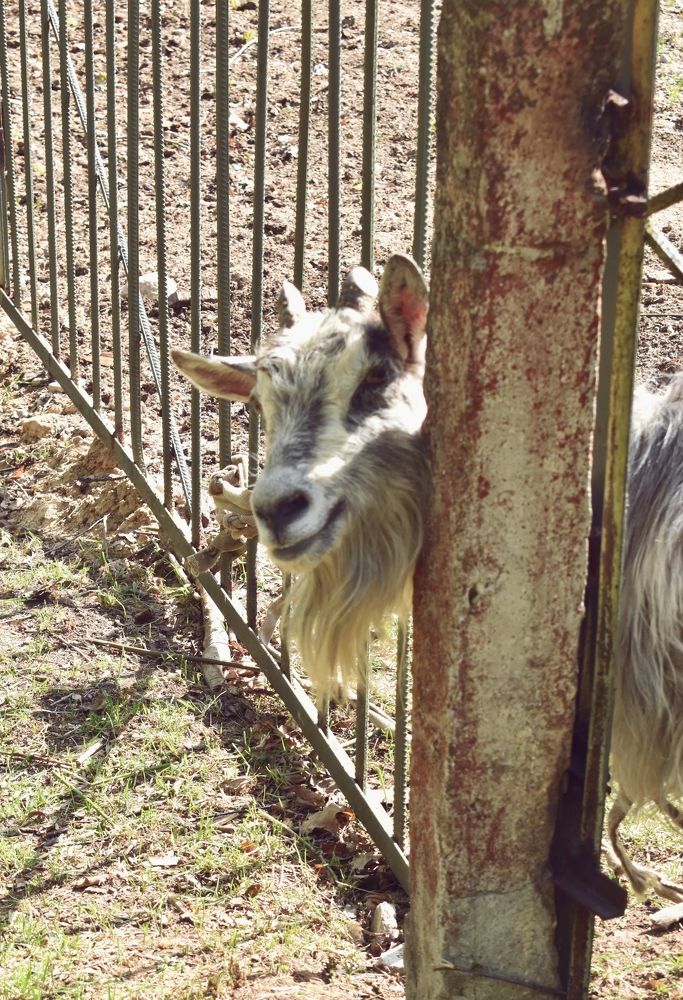 Фотография автора Catherine Shashkova