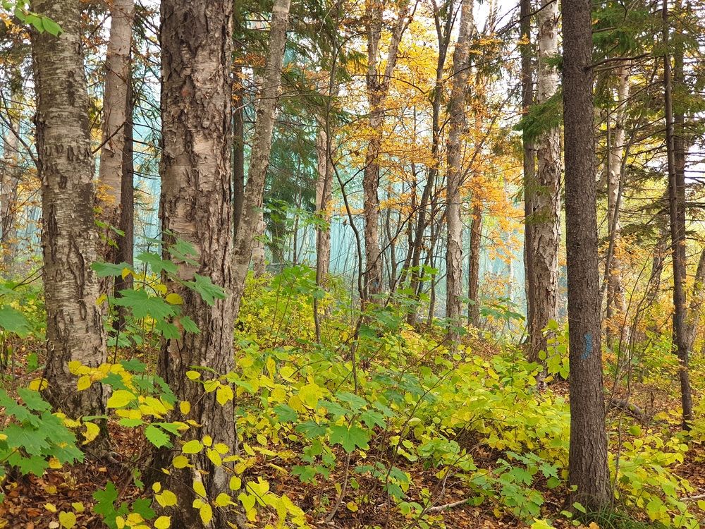 Photograph by Денис Заславский