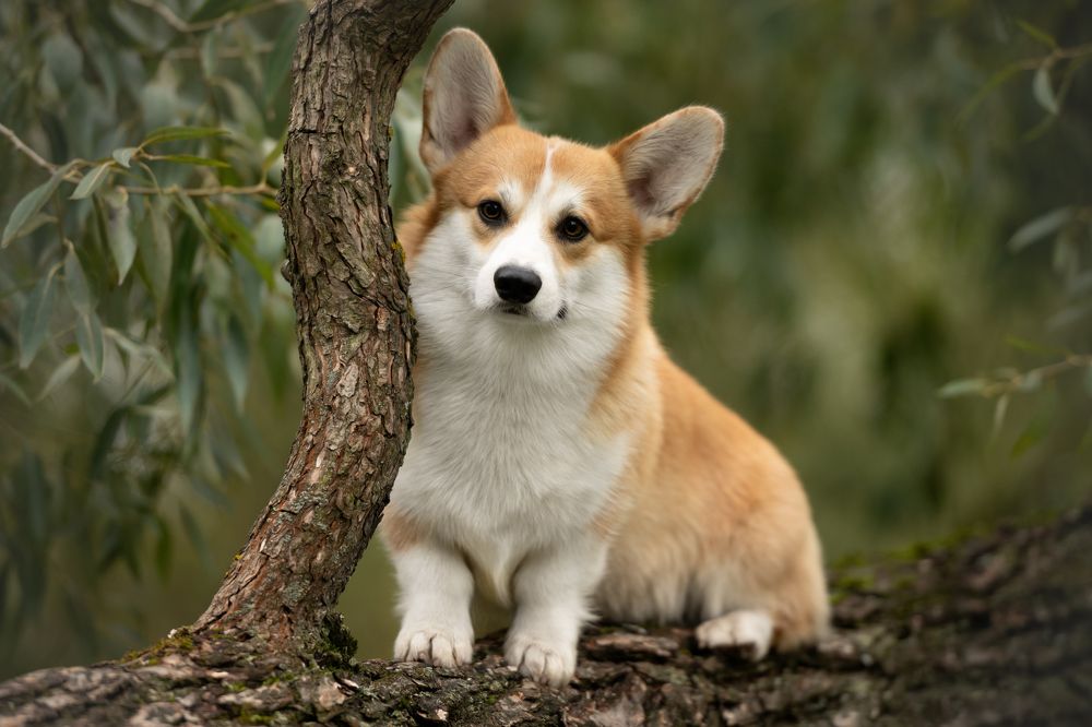 Photograph by Kovaleva Irina