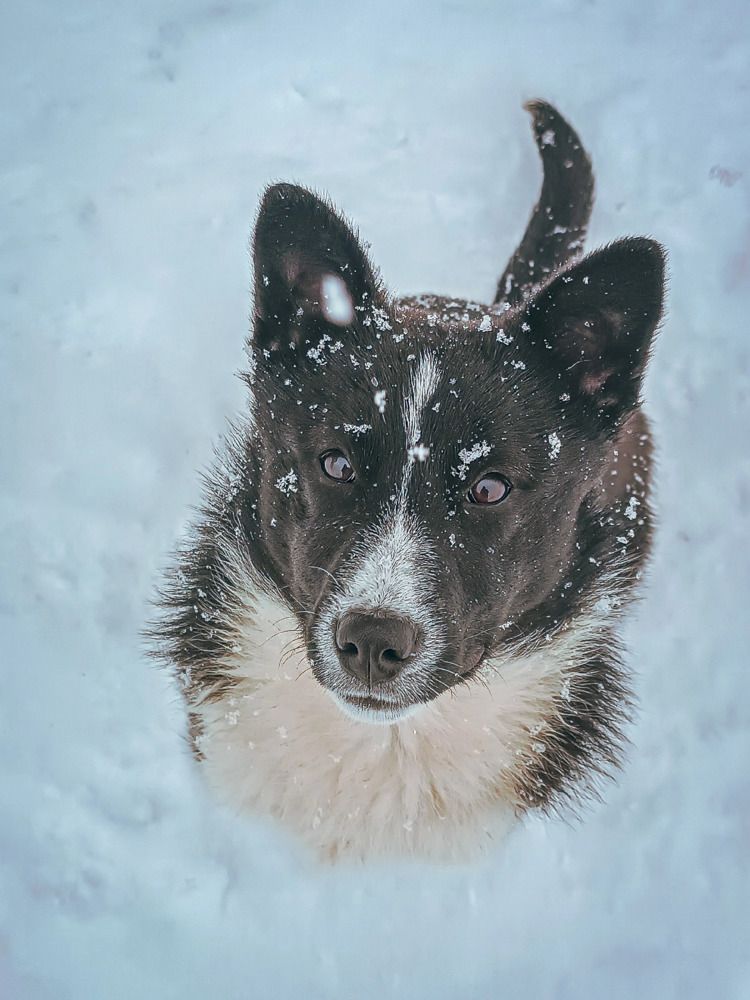 И снова снег..