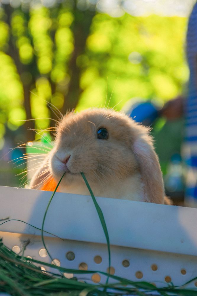 Фотография автора X Fedeeng