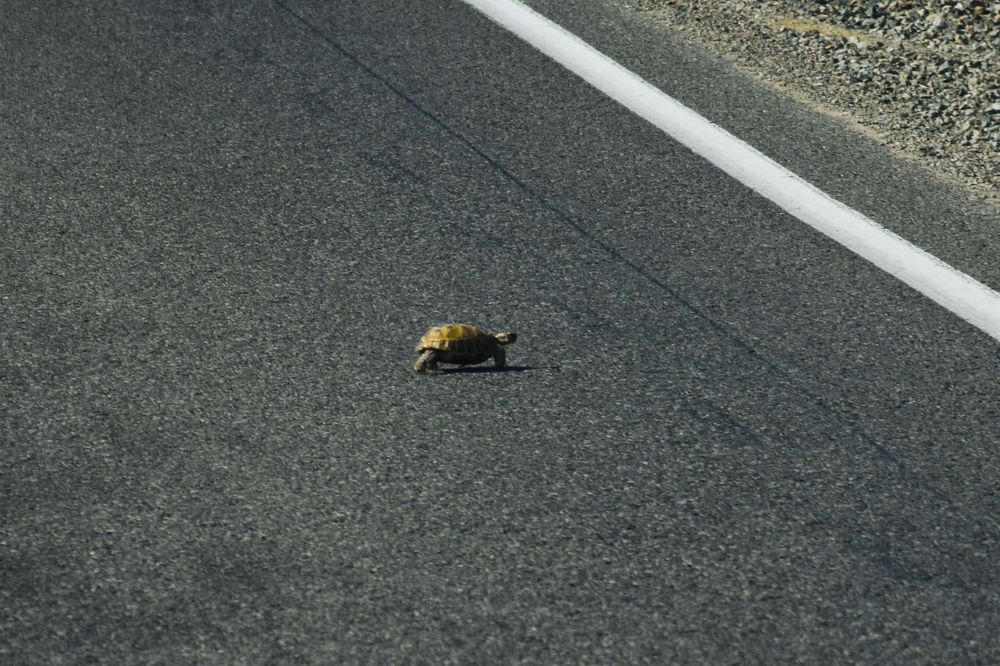 Фотография автора X Fedeeng