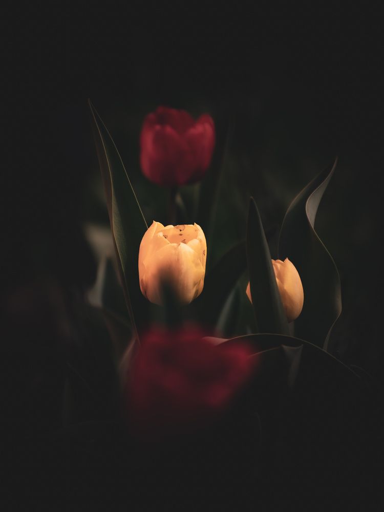 Фотография автора X Fedeeng