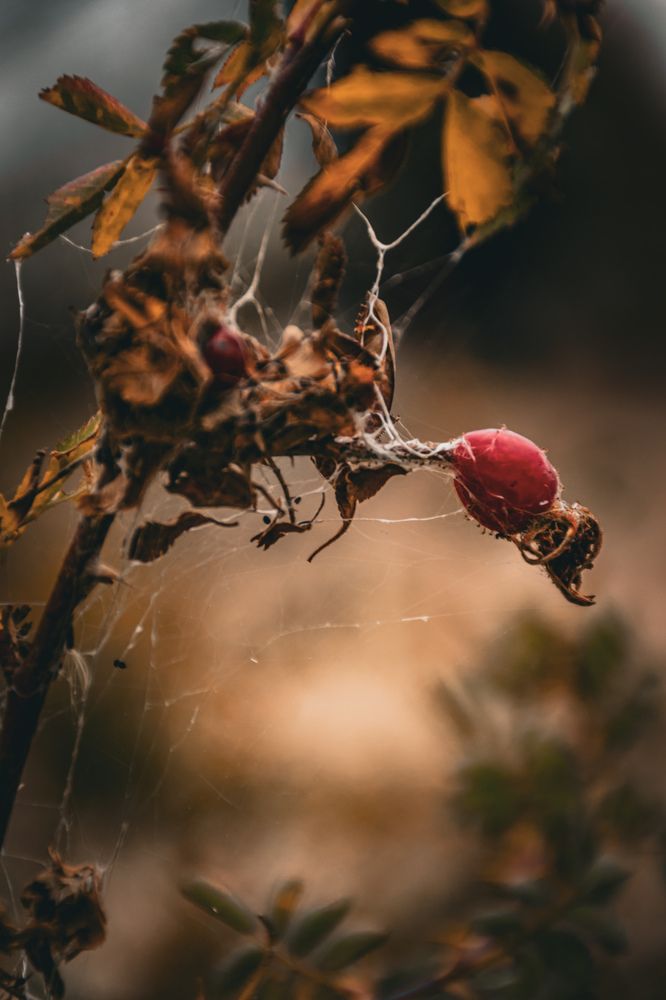 Фотография автора X Fedeeng