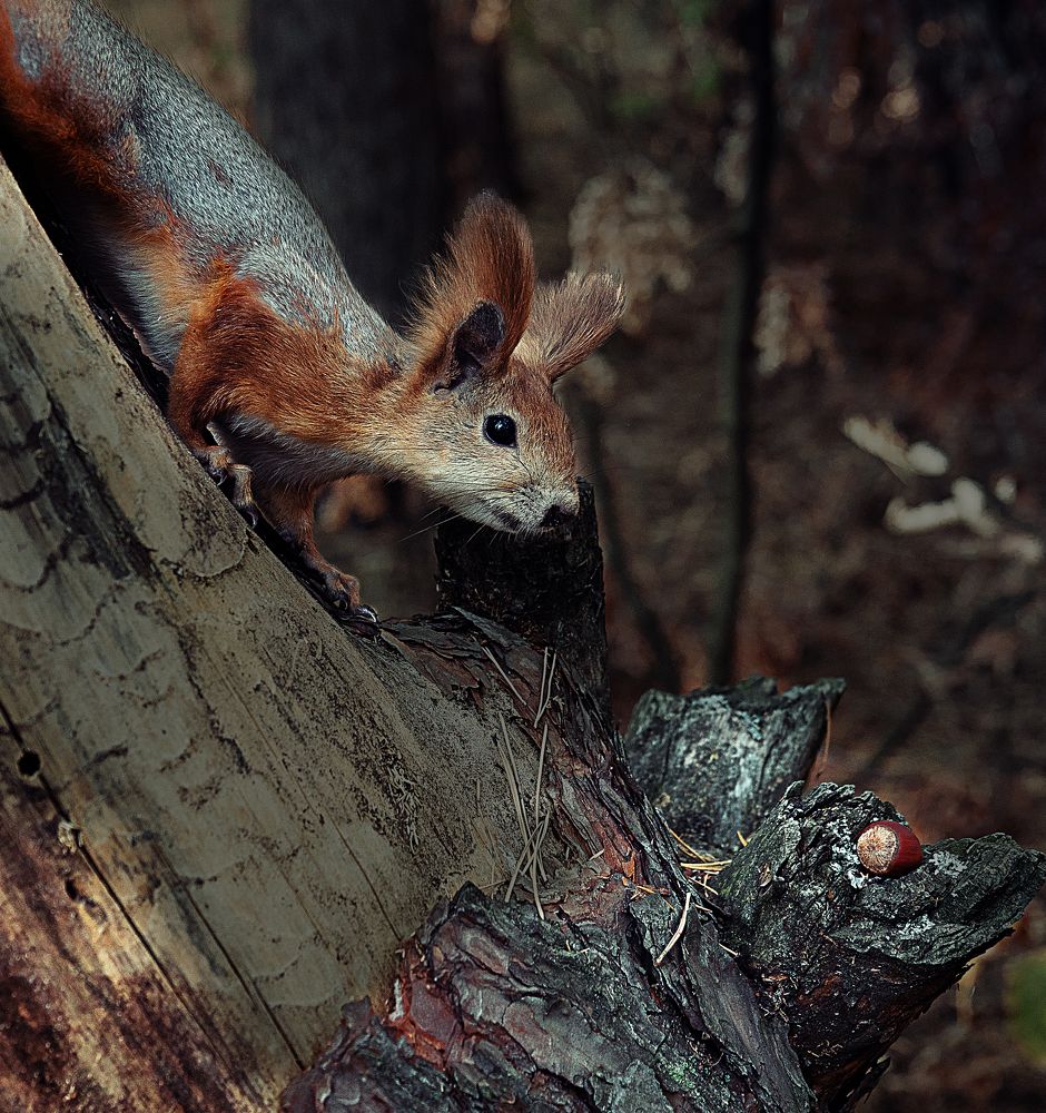 Photograph by Ольга Бакурская