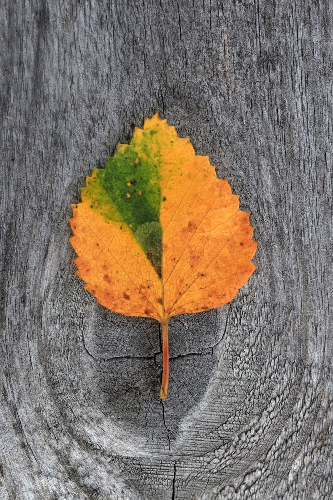 Без пяти минут осень.