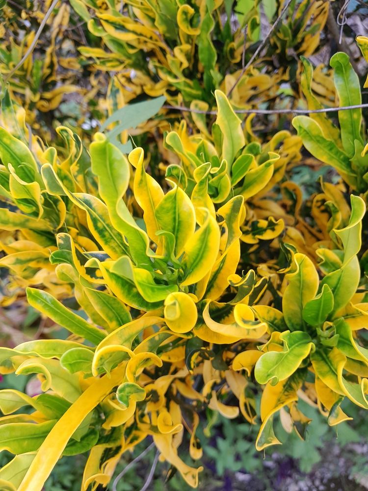 Photograph by Adalu Badrusa Adalu