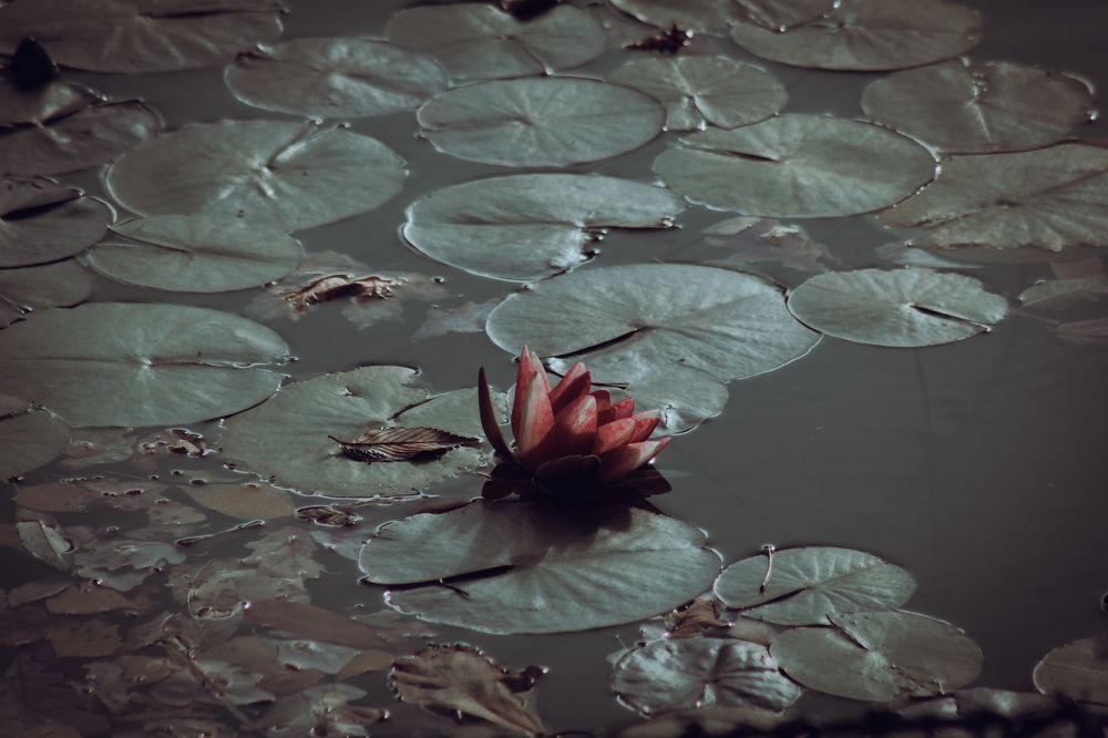 Photograph by Дмитрий Синицын