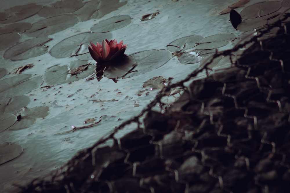 Photograph by Дмитрий Синицын