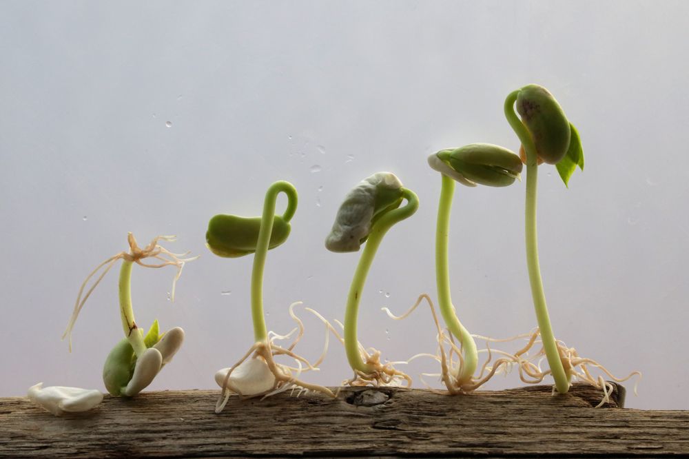 Младший вовсе был дурак.