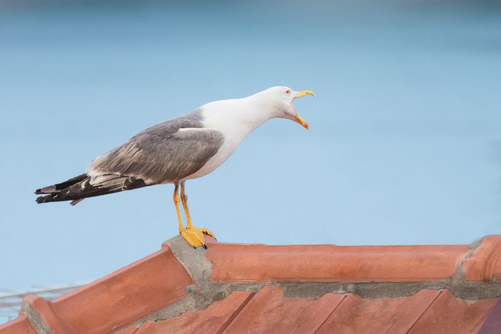 Photograph by Марина Ческис