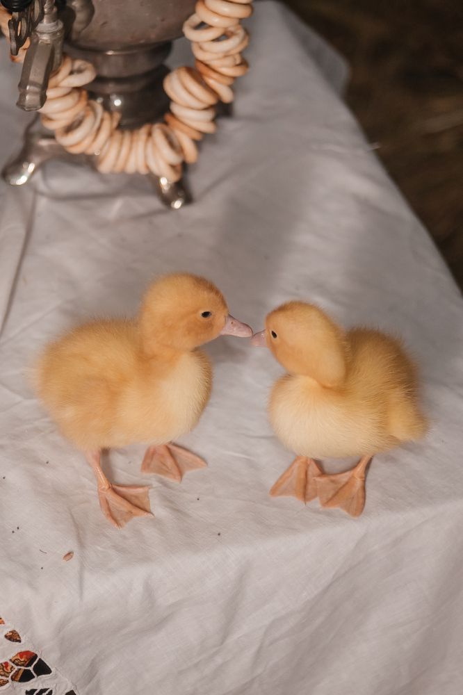 Photograph by Елизавета Можельская