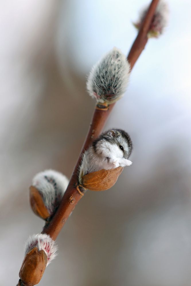 Весенняя сказка.