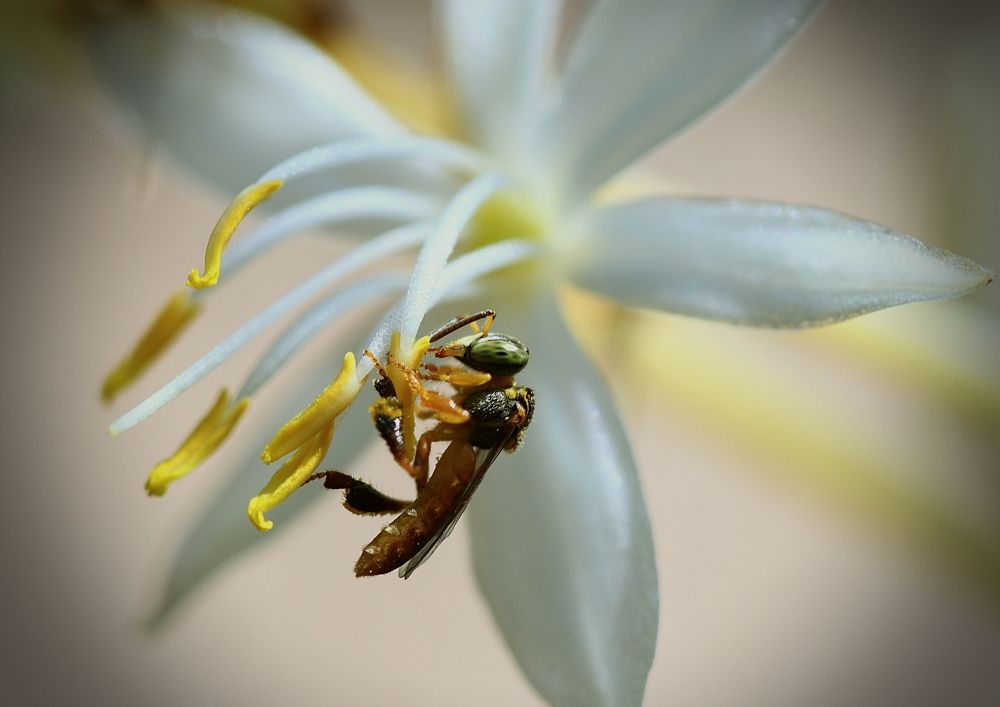 Фотография автора Armando leonardo Linhares