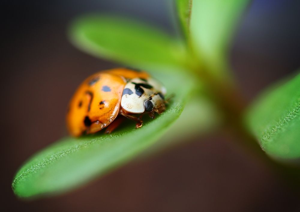 Фотография автора Armando leonardo Linhares