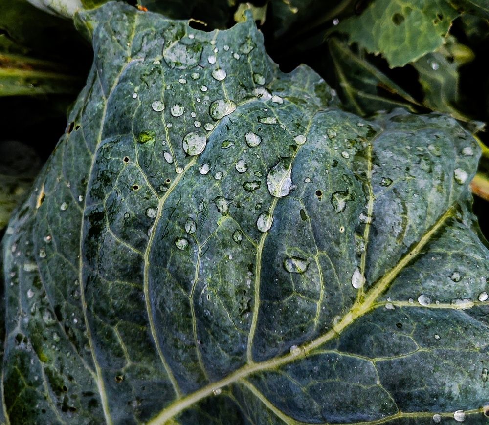 Фотография автора Анна карманович