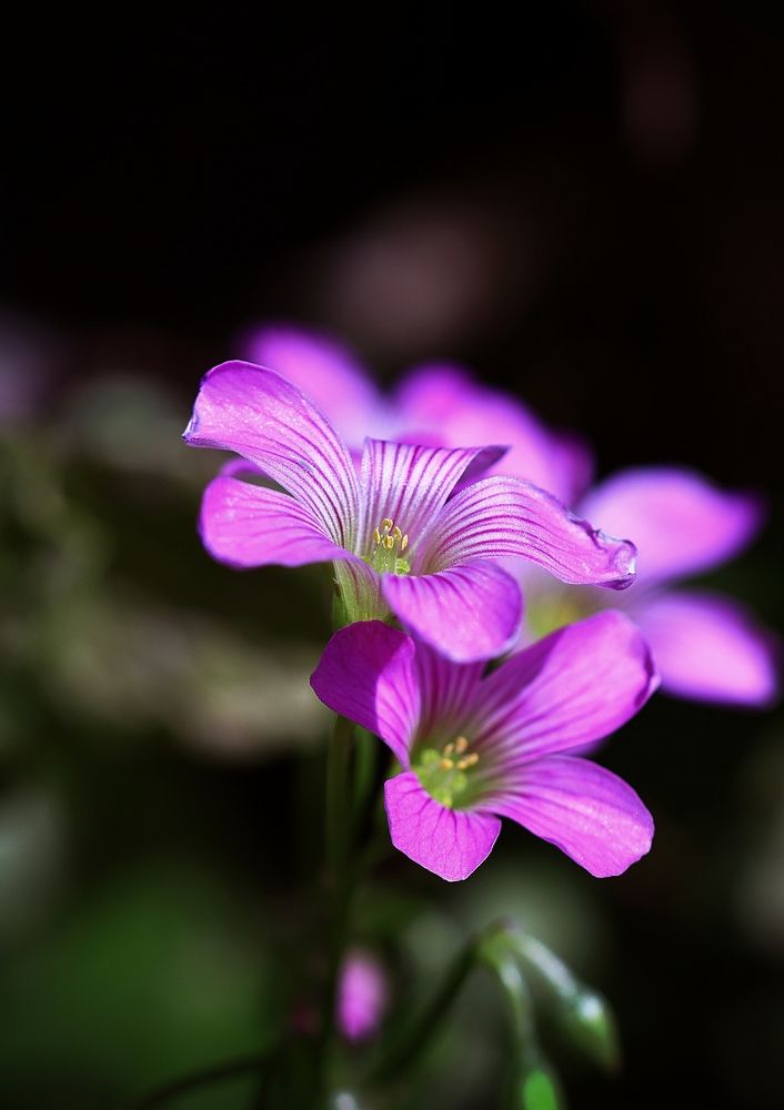 Фотография автора Armando leonardo Linhares