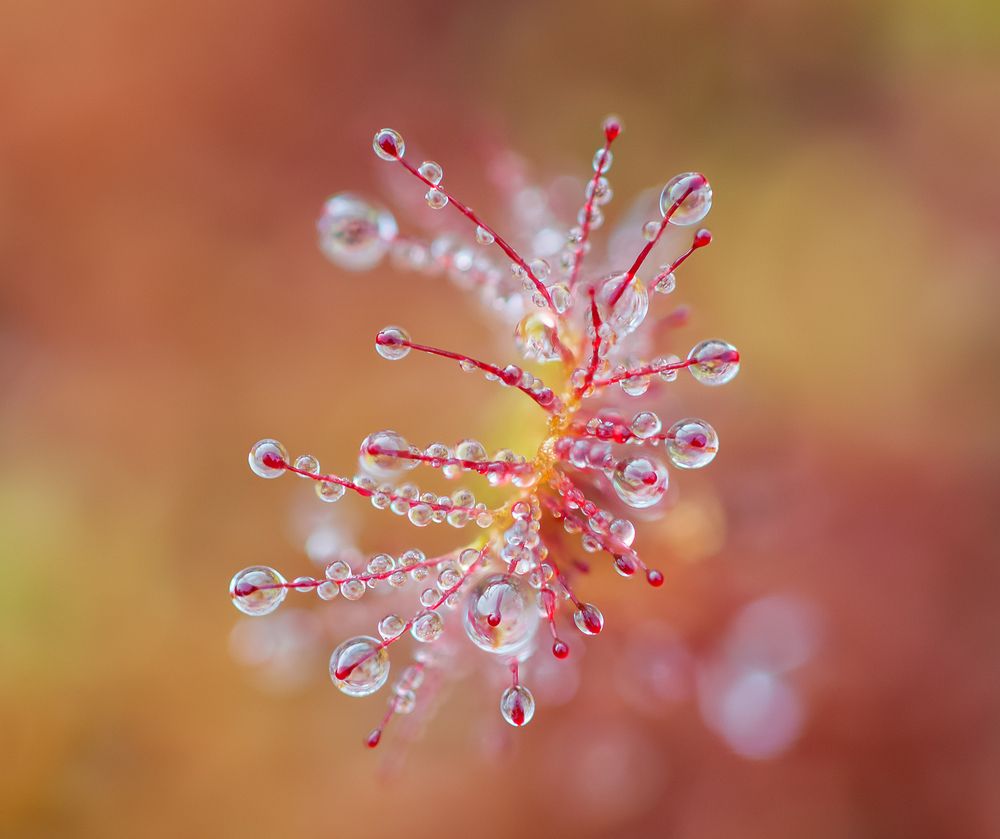 После дождичка в четверг...