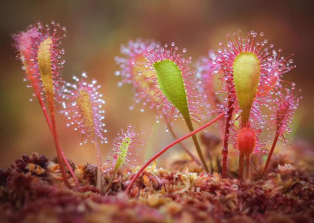 Дружная семейка...
