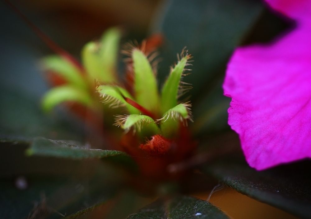 Фотография автора Armando leonardo Linhares