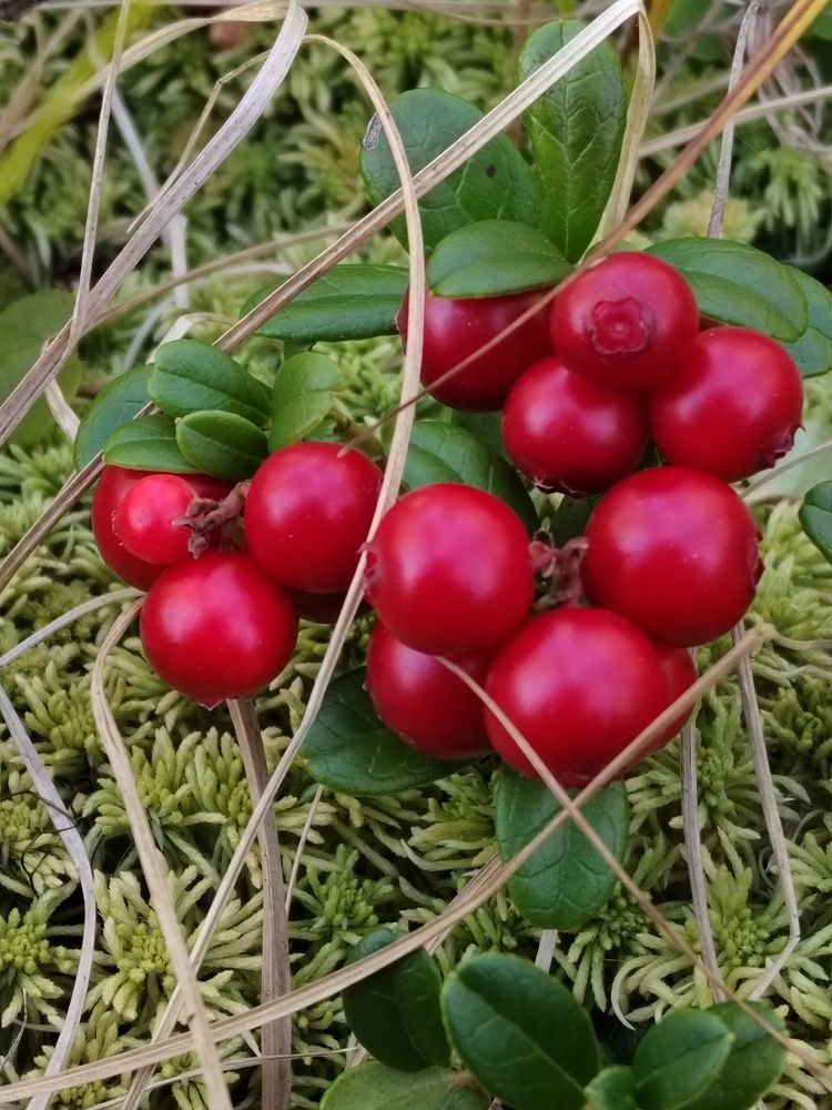 Photograph by Наталья