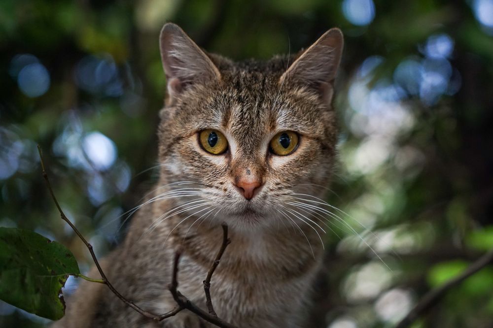 Фотография автора Mikheil Darsavelidze