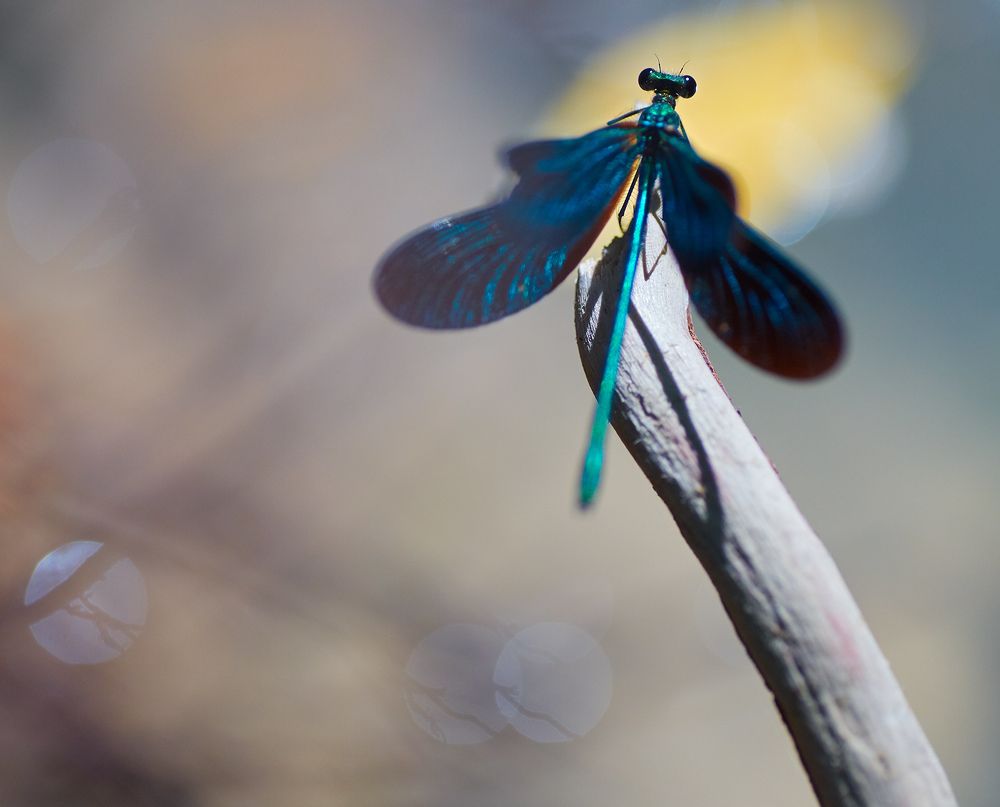 Photograph by Prometej