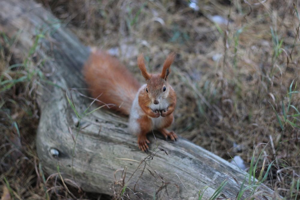 Photograph by Жанна Мещерякова