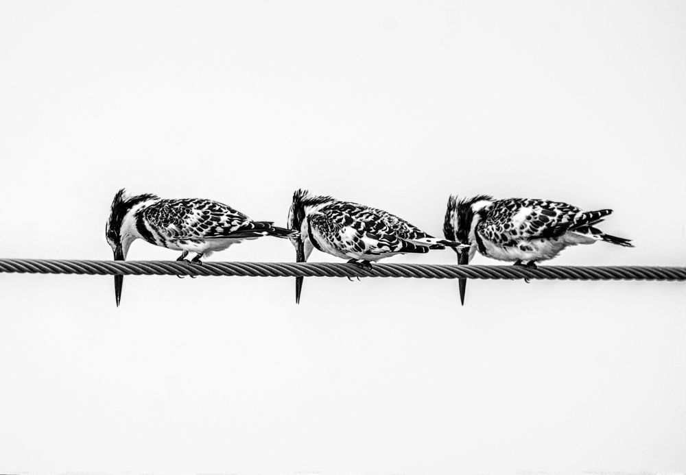 Photograph by seyedmohamad tabrizi