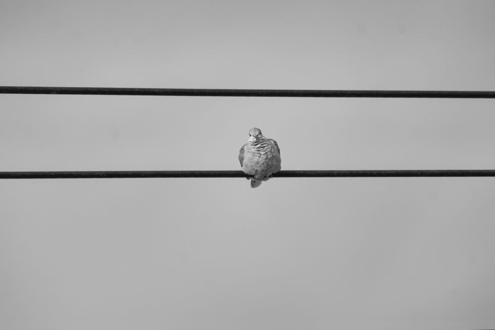 Photograph by seyedmohamad tabrizi