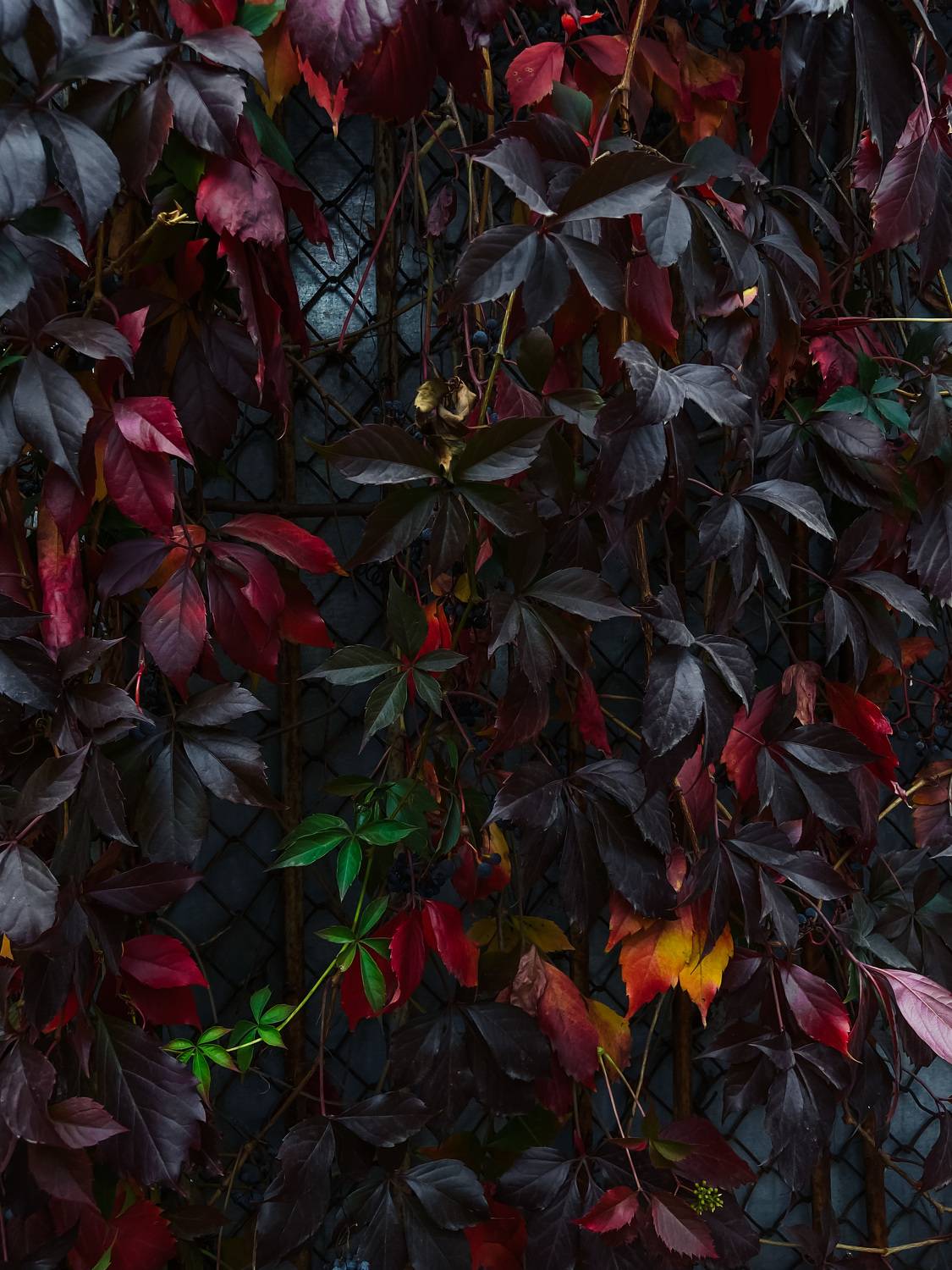 Photo #9709042